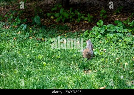 Uno scoiattolo che si gode l'ampio campo erboso di Central Park, un parco urbano pubblico situato nel quartiere metropolitano di Manhattan, nel Foto Stock