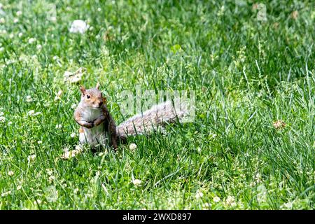 Uno scoiattolo che si gode l'ampio campo erboso di Central Park, un parco urbano pubblico situato nel quartiere metropolitano di Manhattan, nel Foto Stock