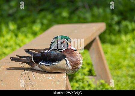 Primo piano di un bellissimo maschio di anatra sposa (Aix sponsa) Foto Stock