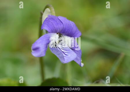 Primo piano naturale su una viola-cane comune blu appena emersa, Viola riviniana Foto Stock