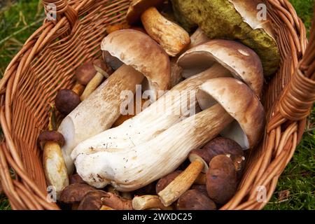 Bellissimi bolete o funghi porcini selvatici raccolti in un cesto all'aperto in una foresta Foto Stock