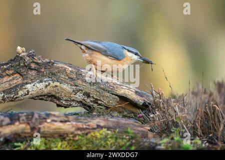 Eurasian picchio muratore, Sitta europaea Foto Stock