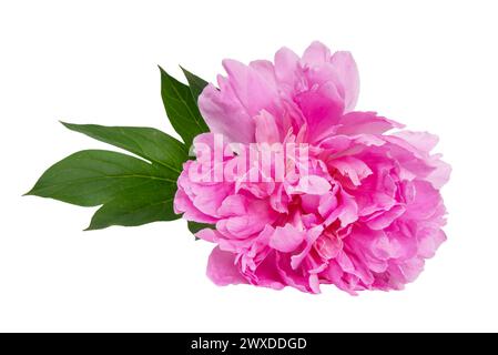 Rosa bellissimo fiore di peonia isolato su sfondo bianco Foto Stock