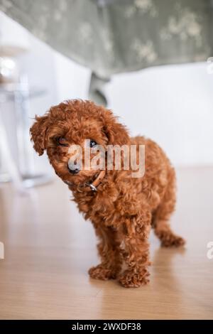 Ritratto di un cucciolo giocattolo con scarabocchio che guarda direttamente la fotocamera con tenerezza. E' in piedi su tutte le quattro sotto un tavolo in una stanza luminosa. Foto Stock