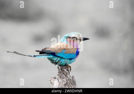 Rullo europeo colorato uccello su ramo asciutto, sfondo grigio. Sudafrica, safari nel Kruger National Park. piccolo uccello di colore blu rosa arancione. Fauna selvatica A. Foto Stock