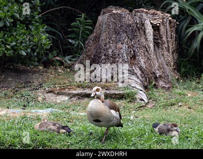 Tre oca egiziana (Nilo) che riposano sul prato, Alopochen aegyptiaca in habitat naturale. Uccello africano, animale invasivo. Sudafrica Foto Stock