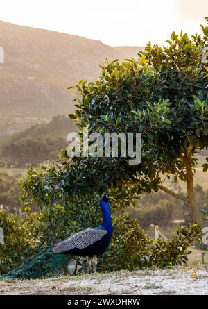 uomo pavone che cammina nel giardino sotto la splendida luce del tramonto. Sudafrica. Carta da parati di animali naturali, uccelli selvatici Foto Stock