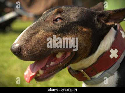 Ritratto di un Bull Terrier inglese Foto Stock