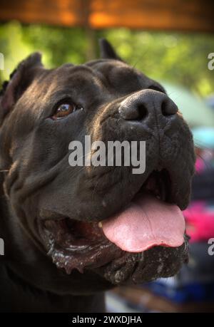 Ritratto di un giovane maschio nero cane corso Foto Stock