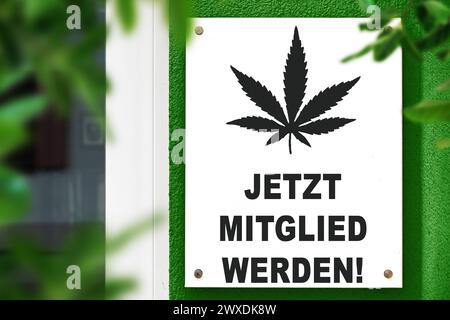 30 marzo 2024: Firma con la foglia di canapa di fronte a un club sociale di cannabis con l'iscrizione: Diventa membro ora FOTOMONTAGGIO *** Schild mit Hanfblatt vor einem Cannabis Social Club mit der Aufschrift: Jetzt Mitglied werden FOTOMONTAGE Foto Stock