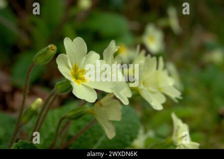 Primrose gialla primavera, Regno Unito Foto Stock