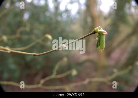 Primavera nel Regno Unito - nuove foglie emergenti Foto Stock