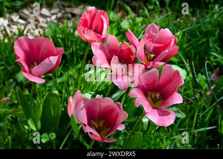 Fiori primaverili rosa completamente aperti di tulipani, tulipa Darwin Hybrid "Mjoystick Van Eijk" che cresce nell'erba nella marcia del giardino del Regno Unito Foto Stock