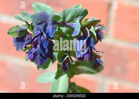 Fiori primaverili blu navy e bracts di melite, cerinthe principali purpurascens, che crescono nella marcia del giardino del Regno Unito Foto Stock
