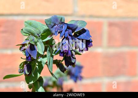 Fiori primaverili blu navy e bracts di melite, cerinthe principali purpurascens, che crescono nella marcia del giardino del Regno Unito Foto Stock