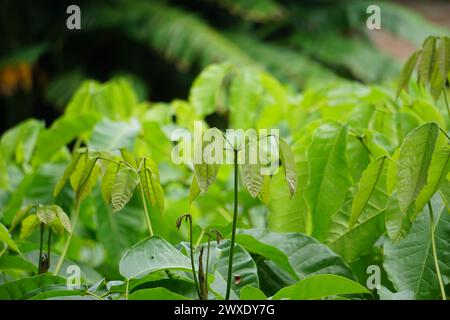 Tabebuia caraiba (Tabebuia aurea, tromba caraibica, tromba argentata, albero d'oro) con sfondo naturale. Foto Stock