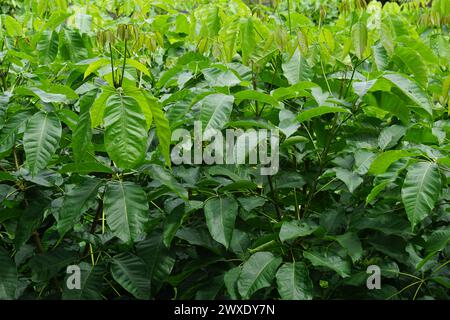 Tabebuia caraiba (Tabebuia aurea, tromba caraibica, tromba argentata, albero d'oro) con sfondo naturale. Foto Stock