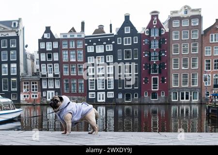 Un elegante cucciolo in una camicetta calda cammina lungo l'argine del canale di Amsterdam in condizioni meteorologiche avverse, in posa per la fotocamera Foto Stock