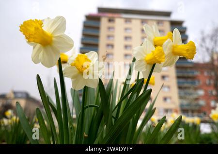 Lipsia, Germania. 30 marzo 2024. I narcisi fioriscono su uno spazio verde nel sud della città. Il sabato di Pasqua si è presentato nella Germania centrale con temperature estive all'inizio. Crediti: Sebastian Willnow/dpa/Alamy Live News Foto Stock