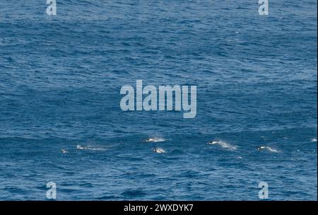 Nuova Zelanda, Isole subantartiche, Snares, UNESCO. Pinguini endemici di Snares (Māori: Pokotiwha), AKA The Snares pinguino crestato. Foto Stock