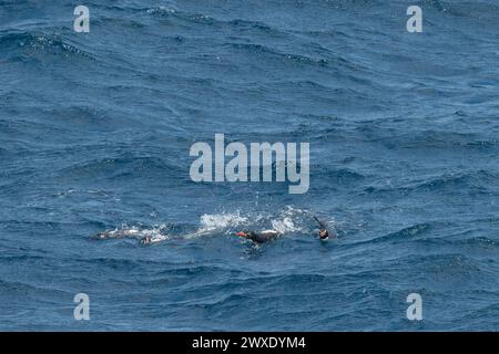 Nuova Zelanda, Isole subantartiche, Snares, UNESCO. Pinguini endemici di Snares (Māori: Pokotiwha), AKA The Snares pinguino crestato. Foto Stock