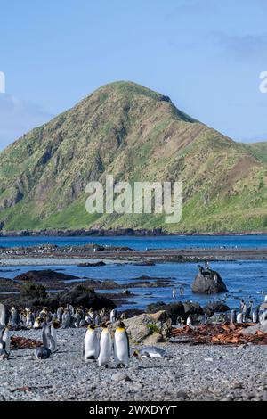 Australia, Tasmania, Macquarie Island, Sandy Bay (UNESCO) Vista panoramica costiera dei pinguini Re (Aptenodytes patagonica) sulla spiaggia. Foto Stock