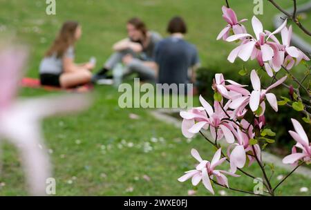 Lipsia, Germania. 30 marzo 2024. Le magnolie fioriscono su uno spazio verde nel centro della città mentre i passanti si siedono su un prato. Il sabato di Pasqua si è presentato nella Germania centrale con temperature estive all'inizio. Crediti: Sebastian Willnow/dpa/Alamy Live News Foto Stock