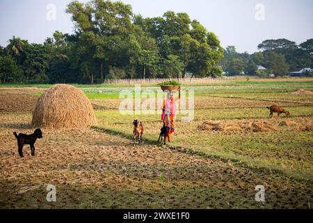 Fatehabad, Comilla-26 dicembre 2023: Donne rurali che tornano a casa con le capre, vita quotidiana della donna rurale restituiscono il campo in Bangladesh. Foto Stock