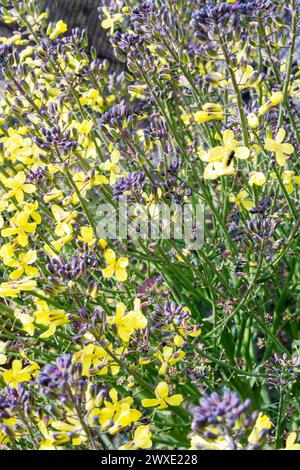 Broccoli germinanti viola, Brassica oleracea. Una pianta è stata lasciata troppo a lungo e produce fiori gialli e va a semina. Foto Stock