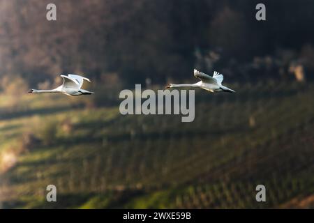 I due cigni muti si innalzano di fronte a una collina verde Foto Stock