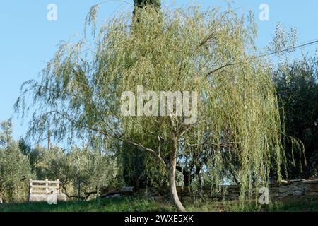 Salice piangente o salice di Babilonia ( Salix babylonica ) . Toscana, Italia Foto Stock