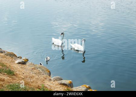 Cigni bianchi sul lago vicino al castello di Frederiksborg a Hillerod, Danimarca Foto Stock