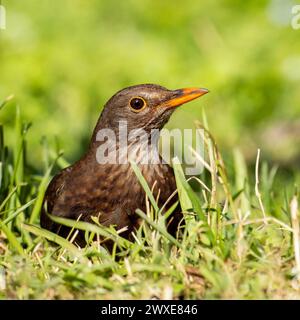 Uccello nero comune, Turdus Merula, femmina, riserva naturale, Valle Canal Novo, Italia Foto Stock