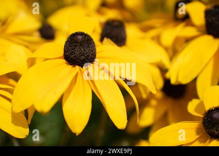 Rudbeckia fulgida, il coneflower arancione o il coneflower perenne. Messa a fuoco selettiva, primo piano Foto Stock