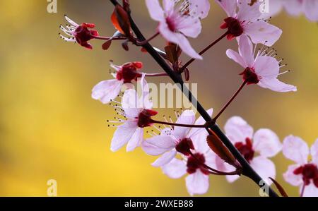 Unterjoch, Germania. 30 marzo 2024. I fiori di una prugna si stagliano davanti a un cespuglio di forsythia fiorito. Crediti: Karl-Josef Hildenbrand/dpa/Alamy Live News Foto Stock