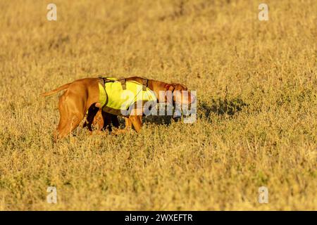 Addestramento dei cani da caccia sul prato Foto Stock