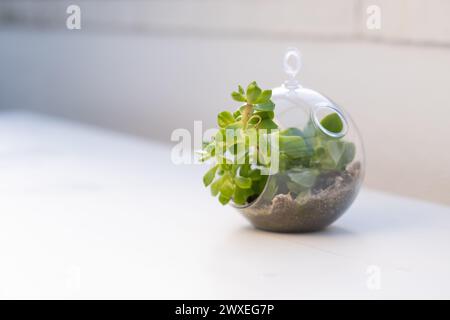 Vista laterale di un terrario naturale con micro sfera di vetro Habitat su uno sfondo morbido e neutro. La cura e la sostenibilità del pianeta per la casa o l'ufficio con Foto Stock