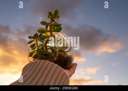 Terrario vegetale naturale con micro sfera di vetro Habitat su uno sfondo morbido e neutro. La cura e la sostenibilità del pianeta per la casa o l'ufficio Foto Stock