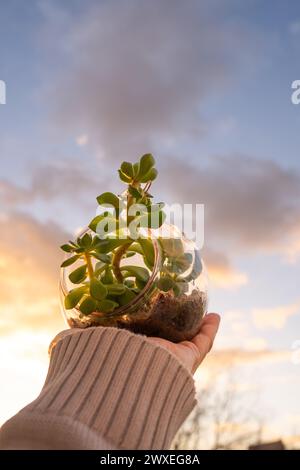 Una mano dell'uomo tiene con cura un terrario naturale con una sfera di vetro micro Habitat su uno sfondo morbido e neutro. Planet Care e sostenibilità Foto Stock