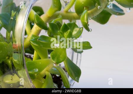 Terrario vegetale naturale con micro sfera di vetro Habitat su uno sfondo morbido e neutro. La cura e la sostenibilità del pianeta per la casa o l'ufficio Foto Stock