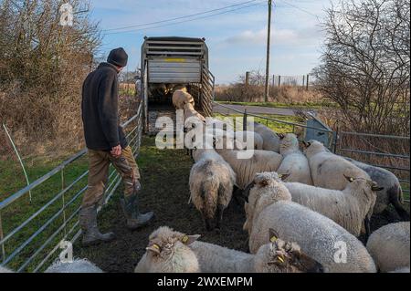 Shepherd sta caricando le sue pecore in un rimorchio a due piani, il Meclemburgo-Pomerania Occidentale, Germania Foto Stock