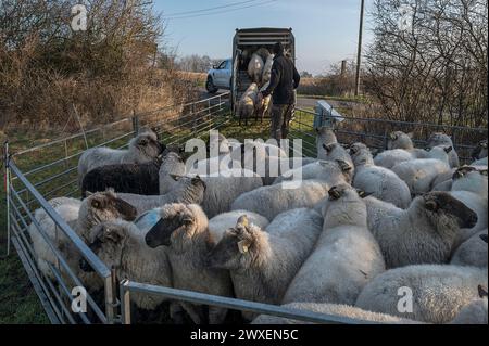 Pecora domestica dalla testa nera (Ovis gmelini aries) Pastore che carica pecore in un rimorchio per bestiame a due piani, Meclemburgo-Pomerania occidentale, Germania Foto Stock