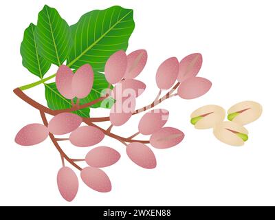 Pistacchi maturi con foglie isolate su sfondo bianco. Illustrazione Vettoriale