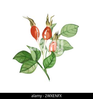 Composizione botanica di tre rose rosse fianchi e rosa verde fianchi disegnati a mano in acquerello su sfondo bianco. Adatto per la stampa su tessuto Foto Stock