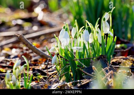 Snowdrop o Snowdrops (galanthus nivalis), primo piano di un gruppo di piante primaverili comuni che crescono in un ambiente boschivo, retroilluminato da un sole basso. Foto Stock