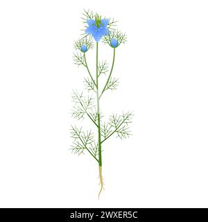 Pianta damasca Nigella con fiori e radici su sfondo bianco. Illustrazione Vettoriale