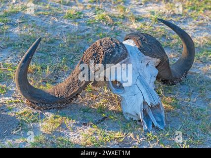 Cape Buffalo Skull nel Veldt nel Delta dell'Okavango in Botswana Foto Stock