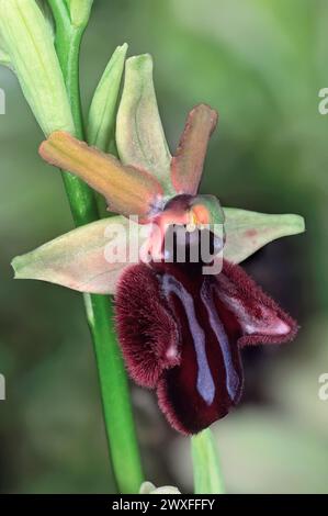 Ophrys sphegodes subsp. Atrata, Orchidaceae. erba perenne. Orchidea europea selvatica. Pianta rara. Toscana, Italia. Foto Stock