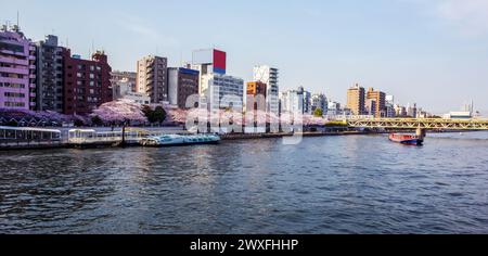 Stupore Sumida Park sulle rive del fiume Sumida - fantastico fiore di ciliegio rosa! Persone in coda per un giro su una barca da diporto. Persone in lontananza Foto Stock