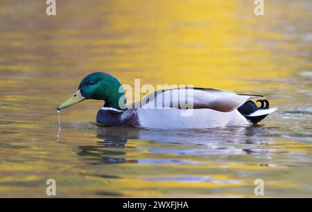 Maschili in una luce colorata al tramonto, uccelli che nuotano sulla superficie dell'acqua (Anas platyrhynchos) Foto Stock